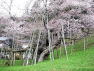 臥龍桜